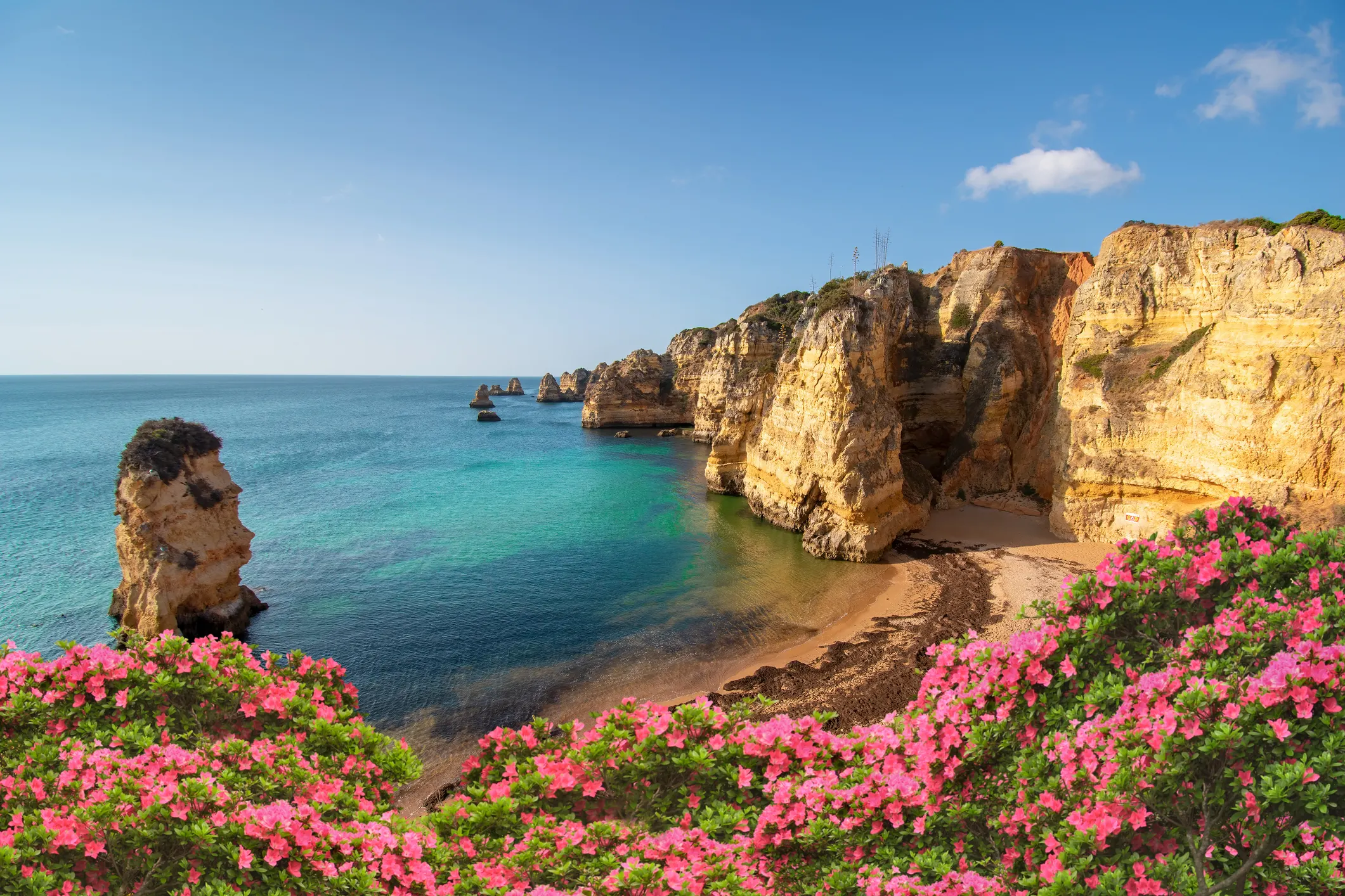 A stunning coastal view of the Algarve region in Portugal, showcasing towering golden cliffs and rock formations rising from the turquoise waters of the Atlantic Ocean. Vibrant pink flowers frame the foreground, while a secluded sandy beach nestles between the cliffs under a clear blue sky.
