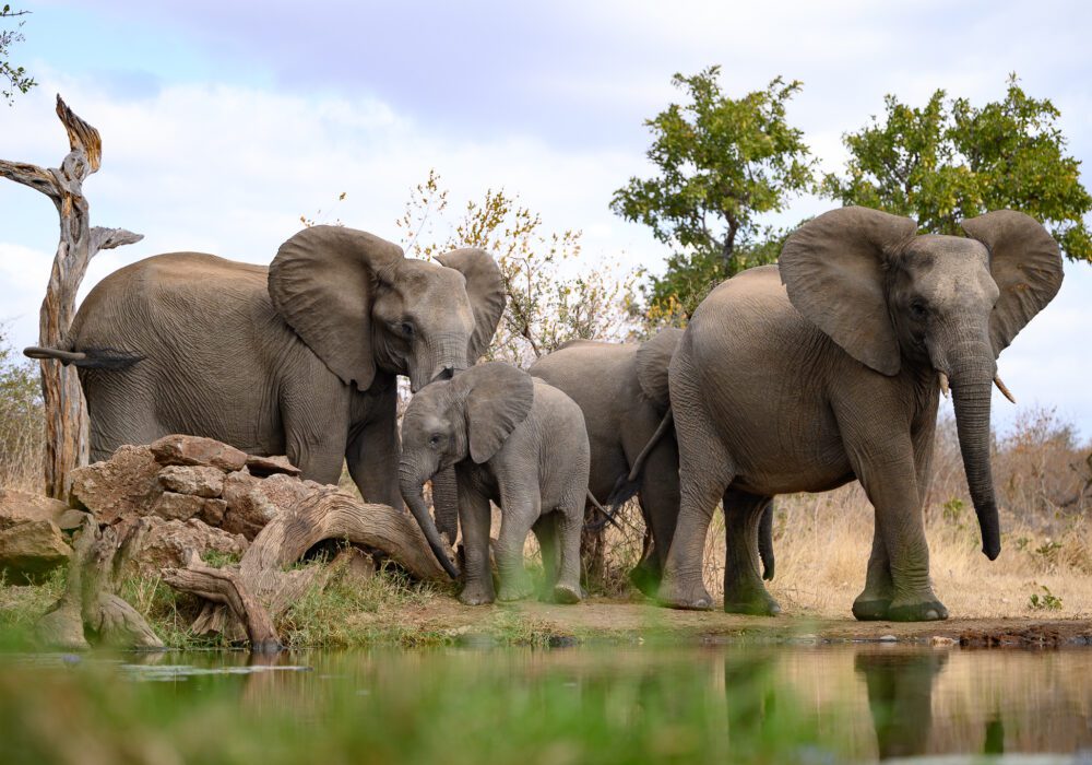 Our Guide to Staying at Antares Bush Camp and Umgede Hide (South Africa Safari Experience)