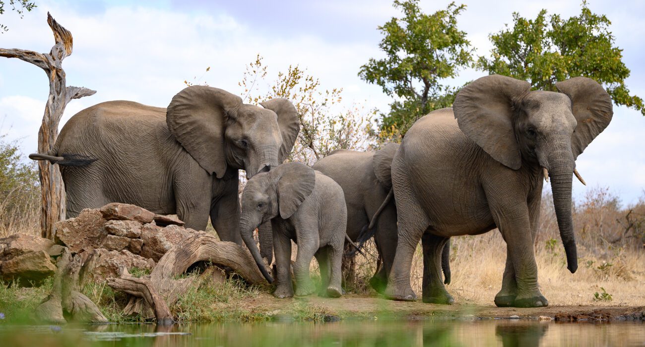 Our Guide to Staying at Antares Bush Camp and Umgede Hide (South Africa Safari Experience)
