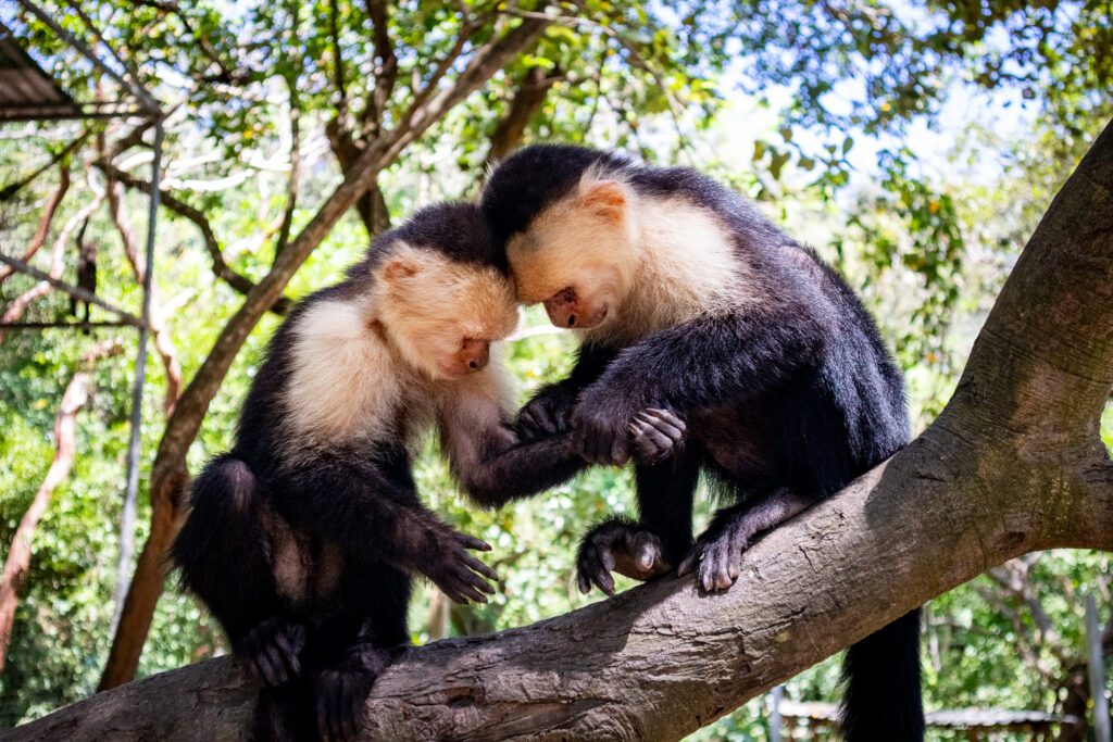 Two white-faced capuchin monkeys sit close together on a tree branch, touching foreheads in a gentle, affectionate moment.