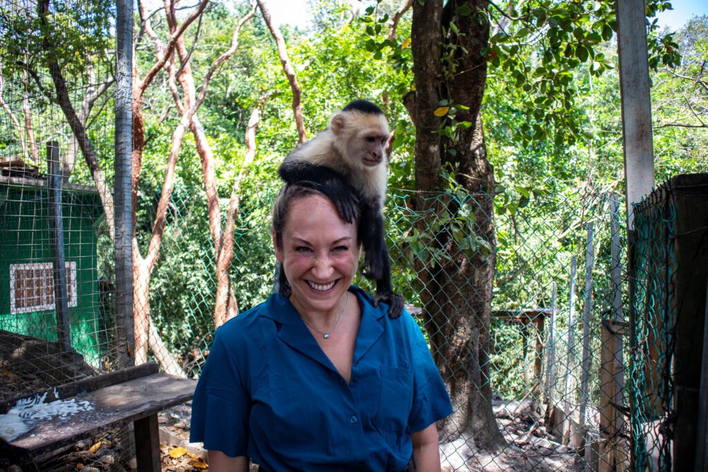 A woman laughs as a white-faced capuchin monkey sits on her head inside an animal enclosure surrounded by tropical trees.