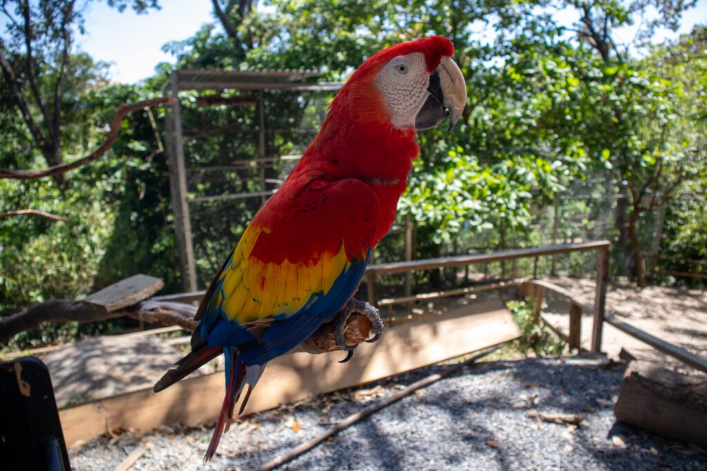 A bright scarlet macaw with vivid red, yellow, and blue feathers perches on a branch under the sunlight at Mayan Eden in Roatán.