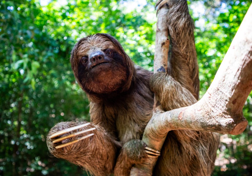 Mayan Eden in Roatán: The Best Roatán Animal Sanctuary for Ethical, Hands‑On Adventure