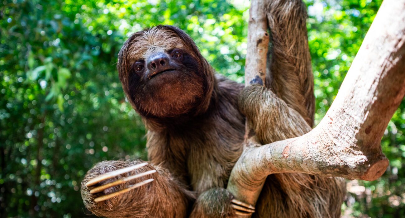 Mayan Eden in Roatán: The Best Roatán Animal Sanctuary for Ethical, Hands‑On Adventure