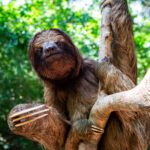 A close-up of a brown three-toed sloth hanging from a tree branch with a curious expression, surrounded by green forest foliage.