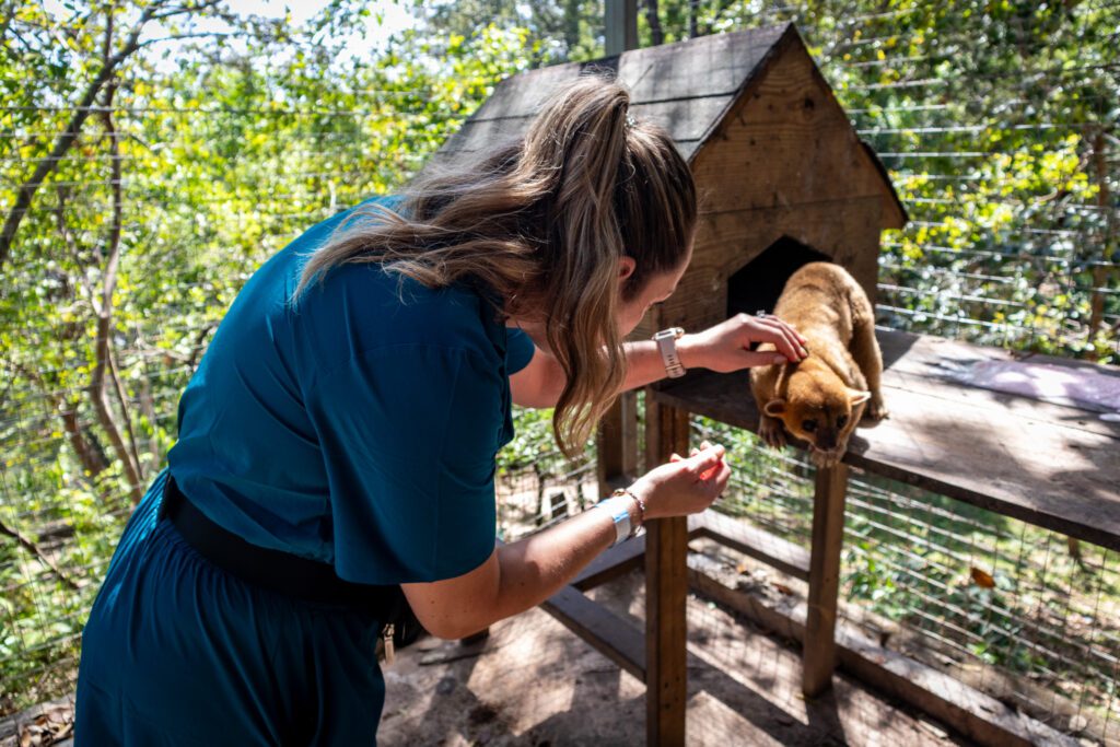 A woman in a teal outfit gently pets a small tan animal standing on a wooden platform beside a hut at Mayan Eden Animal Park in Roatán.