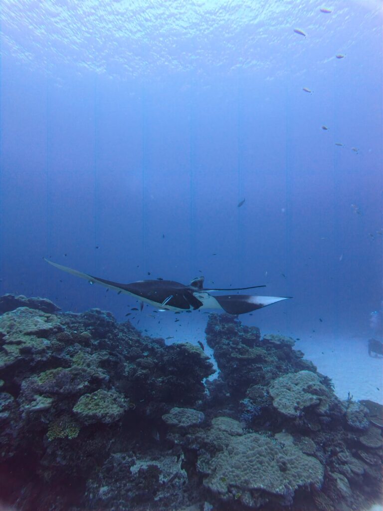 Giant manta ray swimming above a coral reef, showing its white underside and graceful wingspan in clear blue ocean water