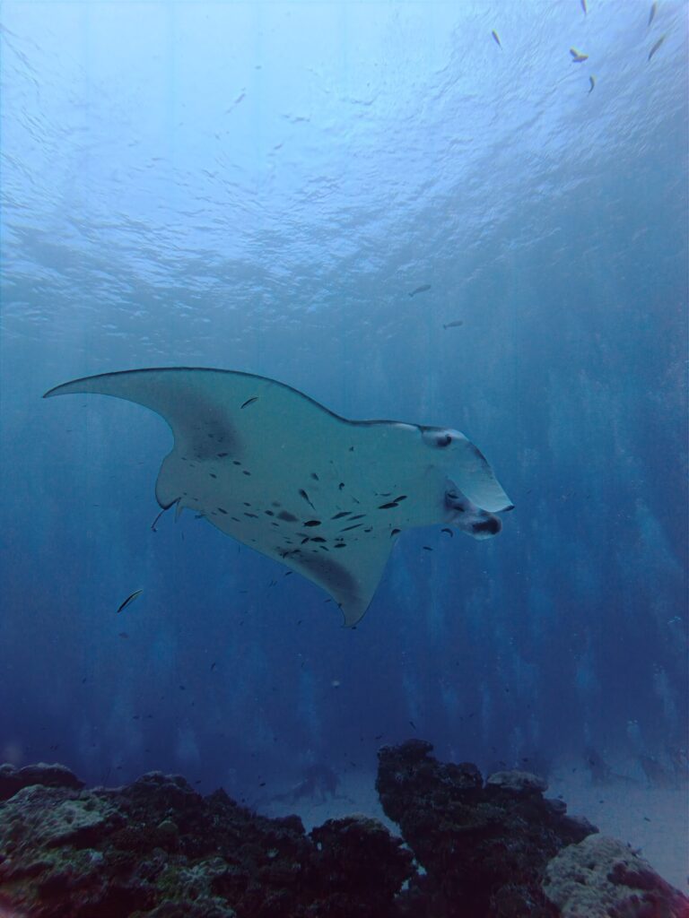 Large manta ray gliding over a coral reef in deep blue water, surrounded by small fish with sunlight filtering from the surface above