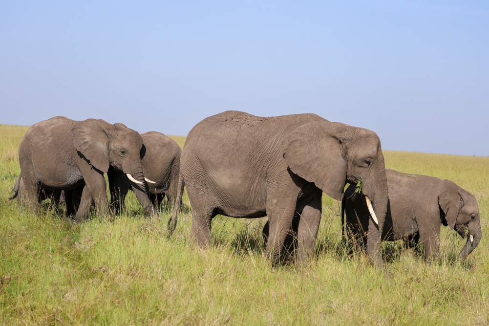 A herd of elephants walking through the Masai Mara grasslands during a Kenya safari near JW Marriott Masai Mara Lodge.