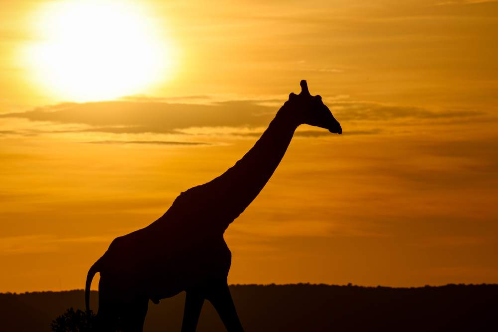 Silhouette of a giraffe at sunset in the Masai Mara during a luxury Kenya safari experience.