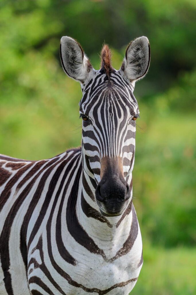 Close-up portrait of a zebra in the Masai Mara during a game drive safari in Kenya.