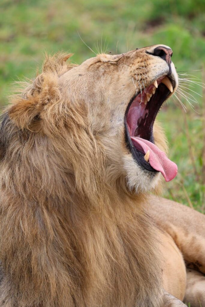Male lion yawning during a Masai Mara safari game drive near JW Marriott Masai Mara Lodge.