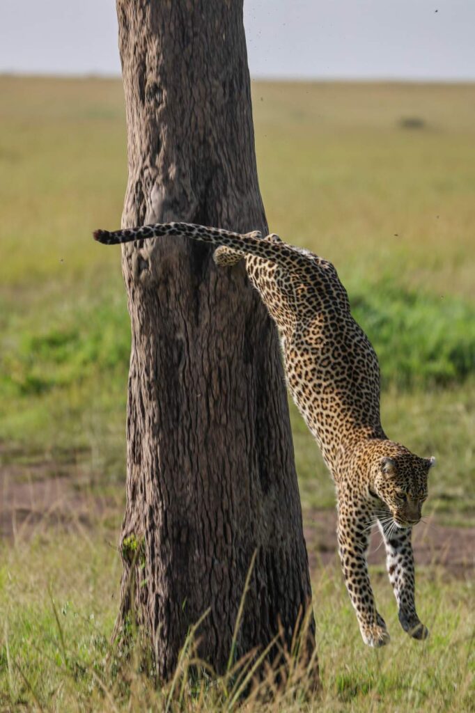 Leopard descending from a tree in the Masai Mara during a Kenya safari wildlife encounter.