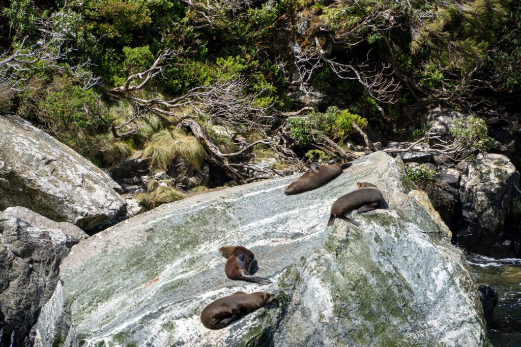 New Zealand fur seals resting on rocks along the Milford Sound shoreline