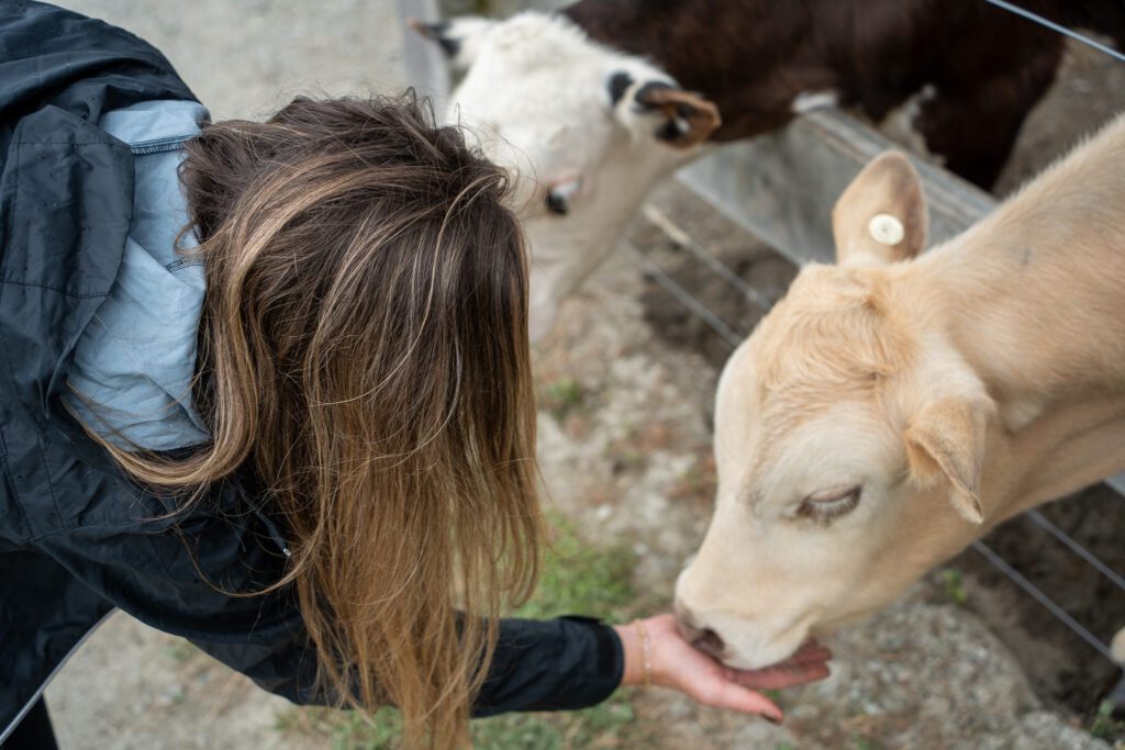Feeding farm animals during the Walter Peak High Country Farm Tour in Queenstown