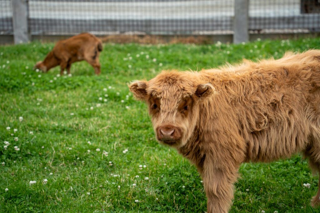 Close-up of a Highland calf at Walter Peak Farm near Queenstown, New Zealand