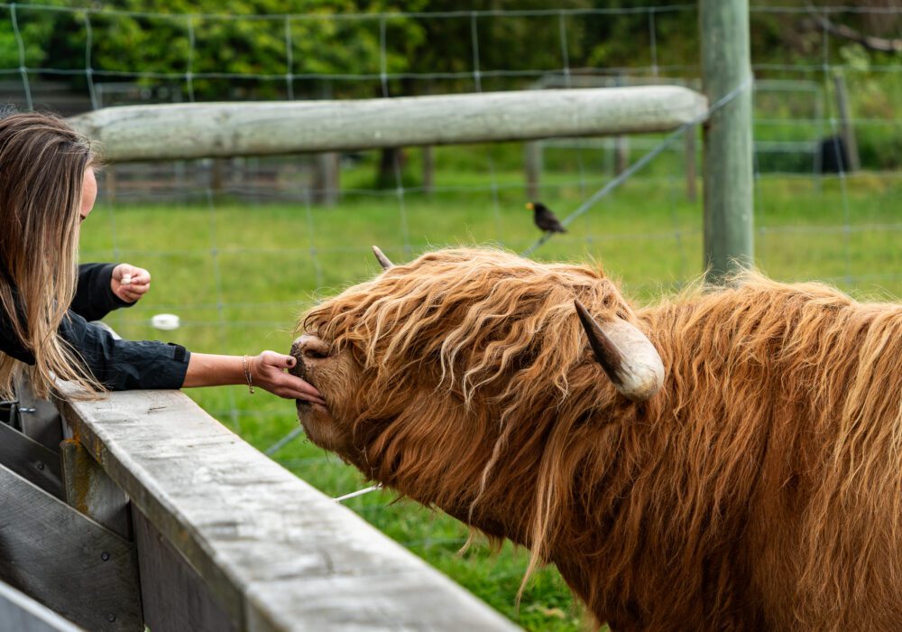 Walter Peak Farm Tour Review & TSS Earnslaw Cruise Experience
