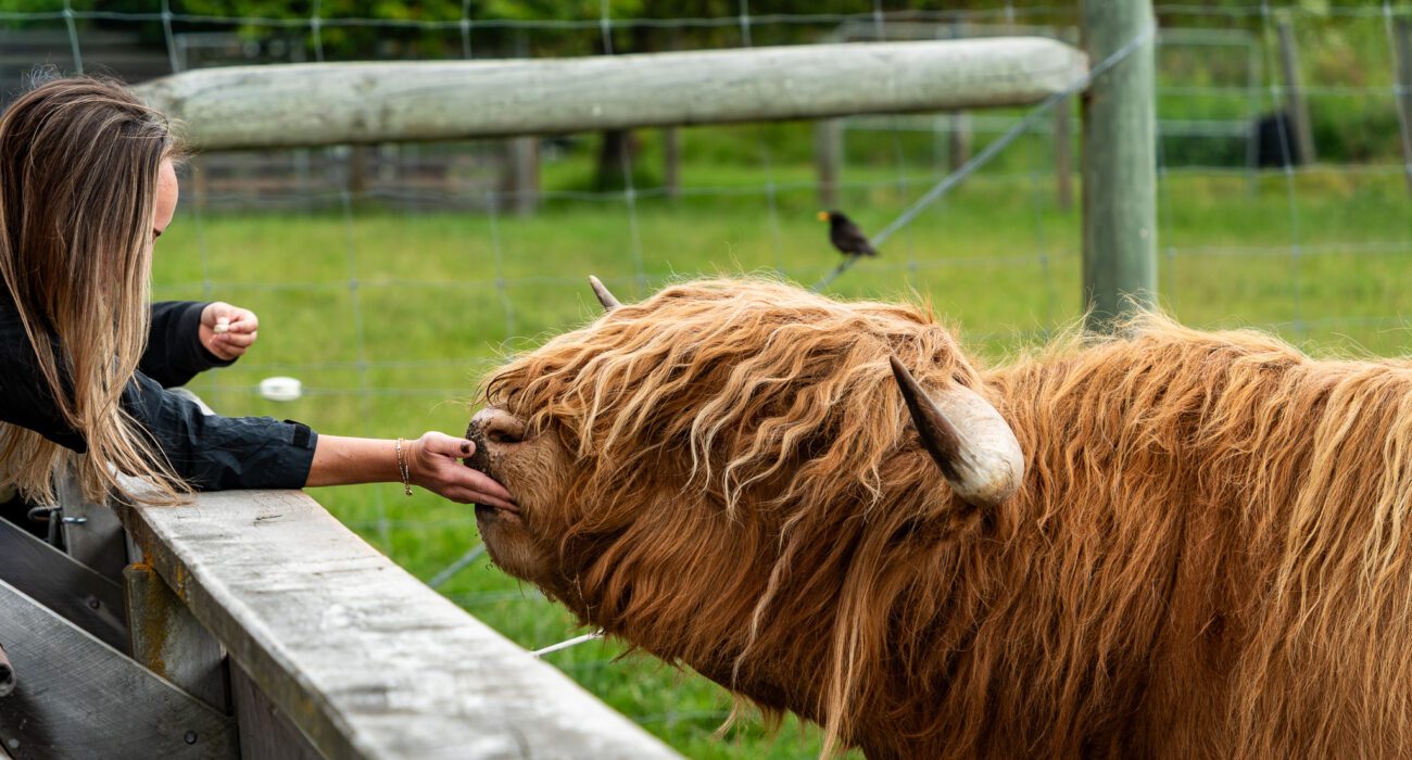 Walter Peak Farm Tour Review & TSS Earnslaw Cruise Experience