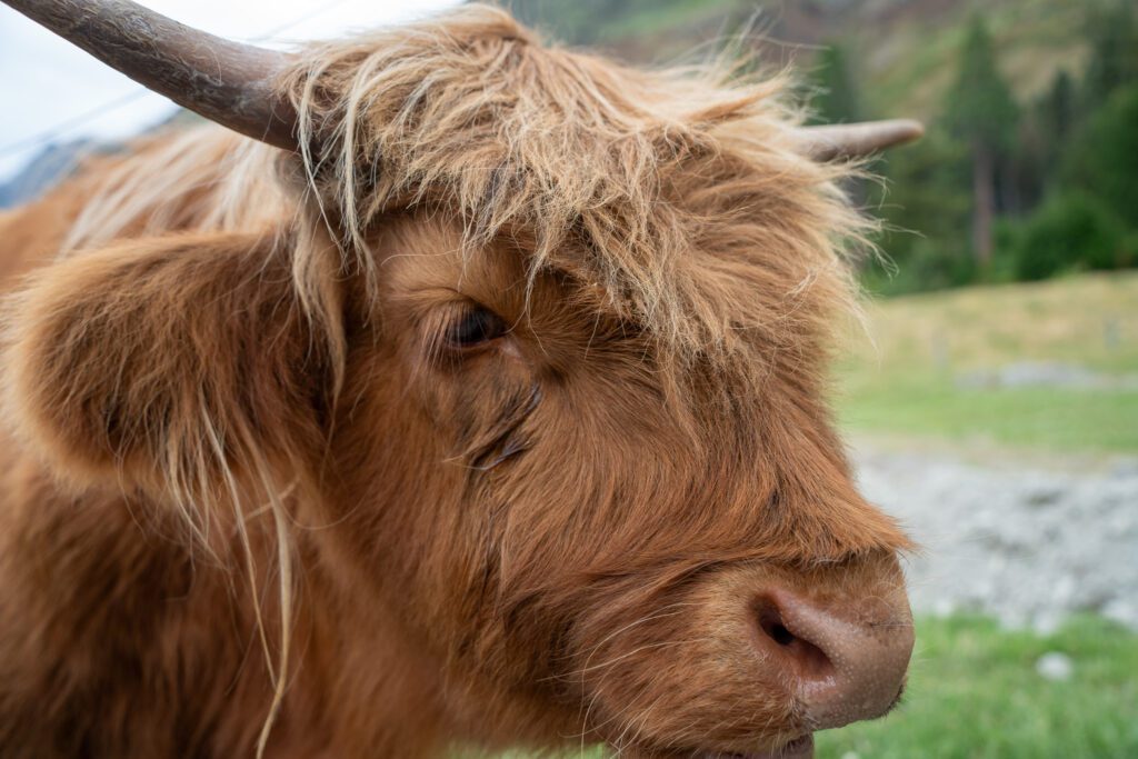 Close-up of a Highland cow at Walter Peak Farm with mountains in the background