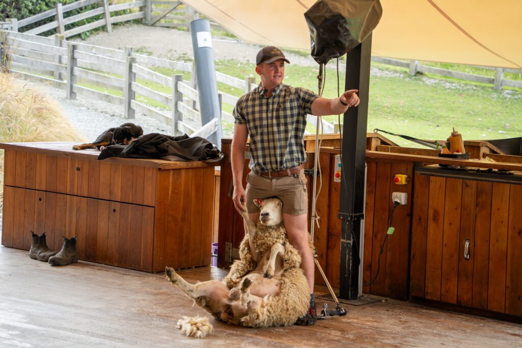 Sheep shearing demonstration at Walter Peak Farm Tour in Queenstown