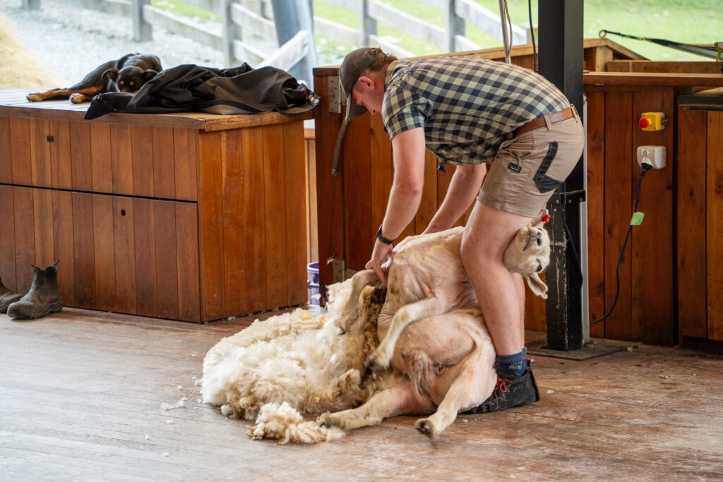 Farmer shearing a sheep during a live demonstration at Walter Peak Farm