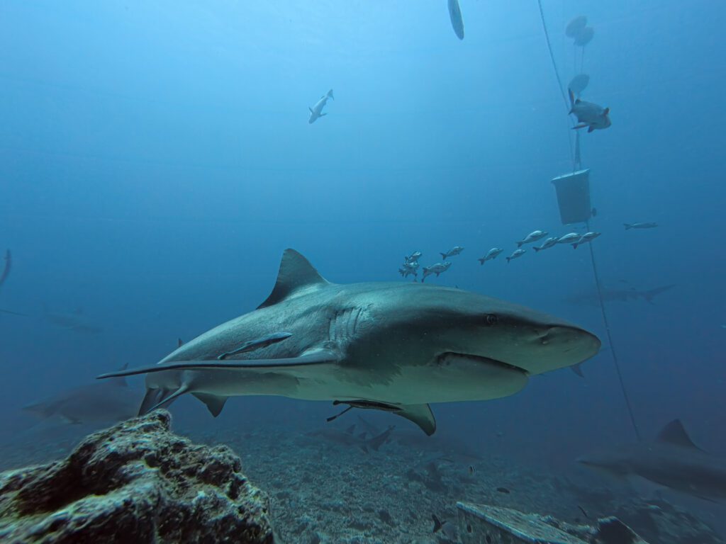Bull shark swimming near divers during the Beqa Lagoon shark dive experience in Fiji