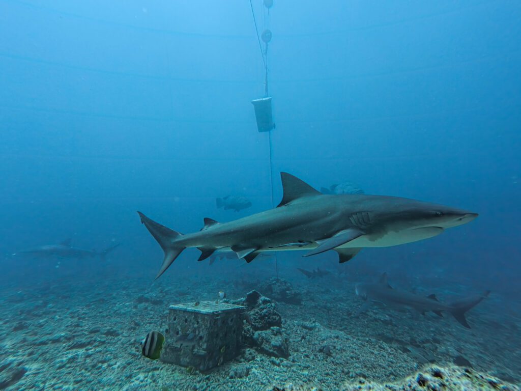 Bull shark swimming through the feeding area during a Fiji shark dive in Beqa Lagoon with Coral Coast Divers