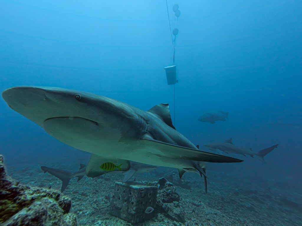 Close-up underwater view of a bull shark passing divers during the Beqa Lagoon shark dive in Fiji