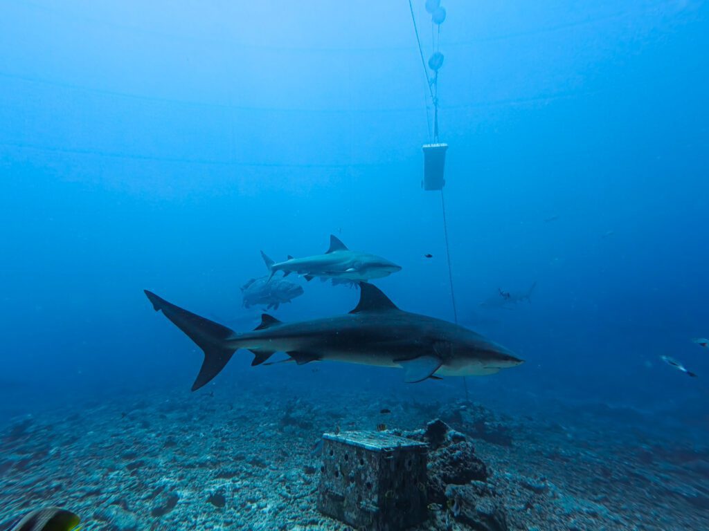 Multiple bull sharks circling the dive site during a Fiji bull shark diving experience in Beqa Lagoon