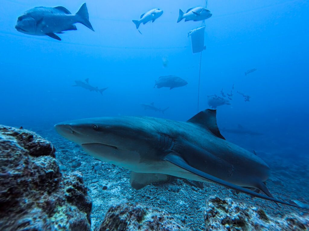 Large bull shark gliding past the reef during a shark dive with Coral Coast Divers in Beqa Lagoon, Fiji